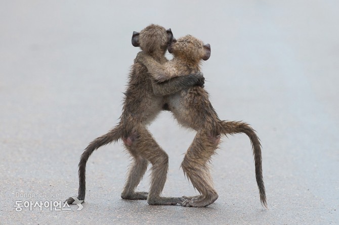 (c)Tony Dilger/Comedy Wildlife Photography Awards 제공